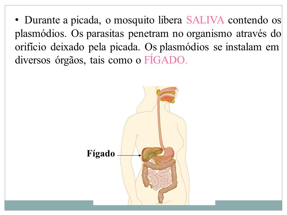 Durante a picada, o mosquito libera SALIVA contendo os plasmódios
