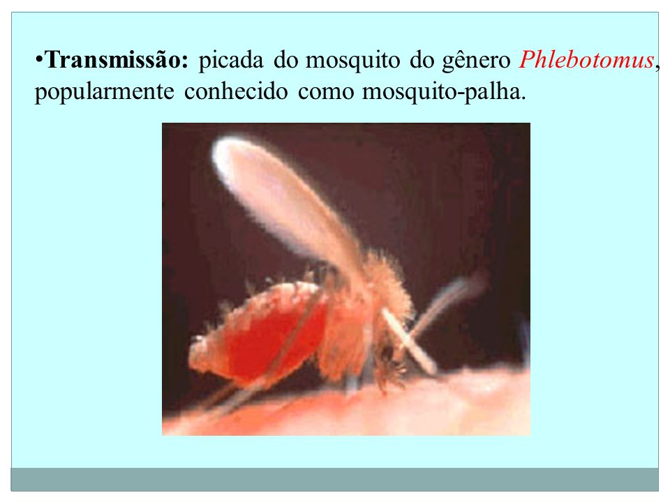 Transmissão: picada do mosquito do gênero Phlebotomus, popularmente conhecido como mosquito-palha.