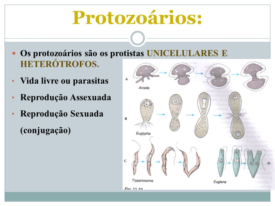 Protozoários: Os protozoários são os protistas UNICELULARES E HETERÓTROFOS. Vida livre ou parasitas.