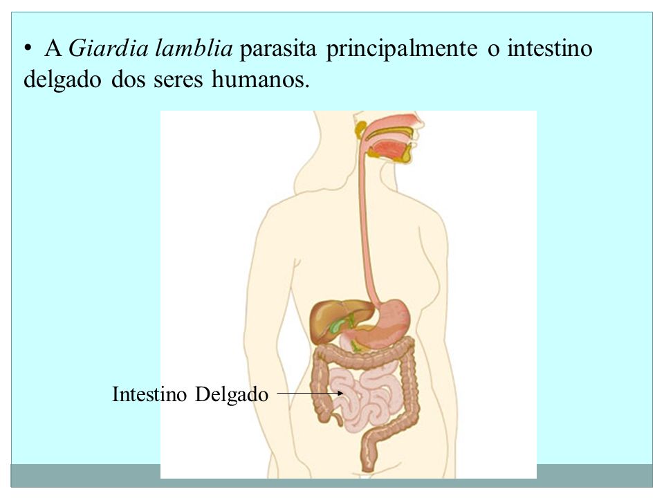 A Giardia lamblia parasita principalmente o intestino delgado dos seres humanos.