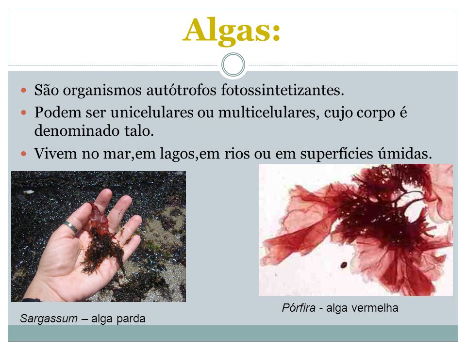 Algas: São organismos autótrofos fotossintetizantes.