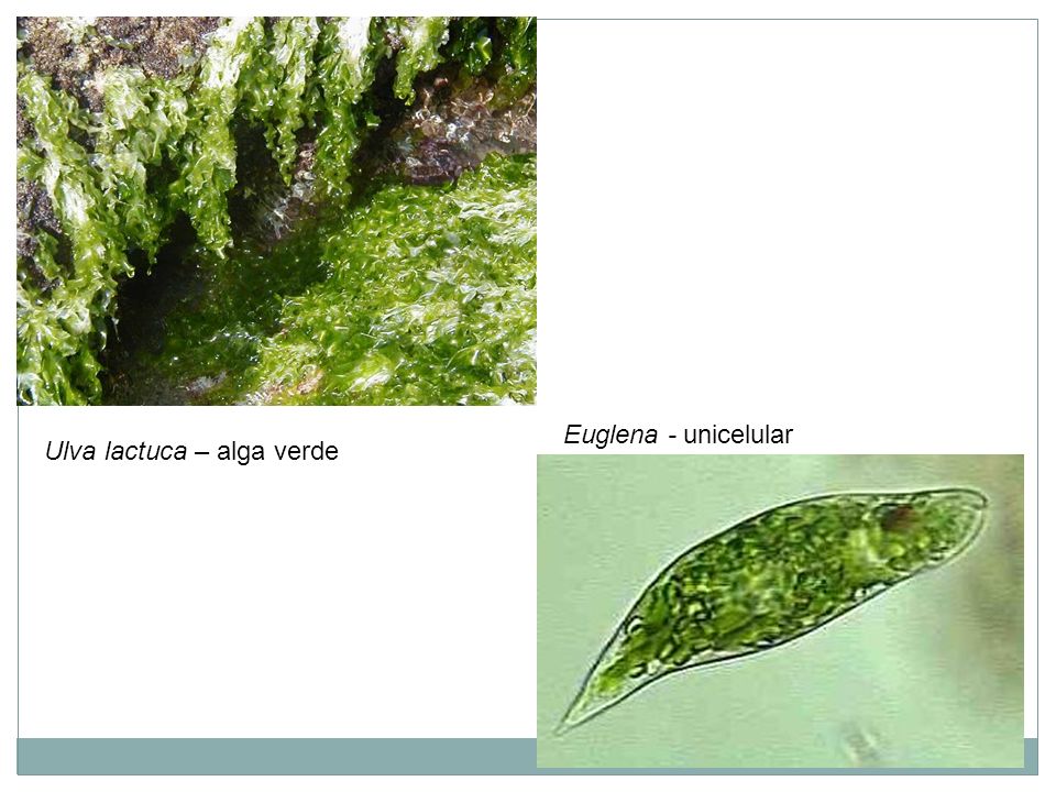 Euglena - unicelular Ulva lactuca – alga verde