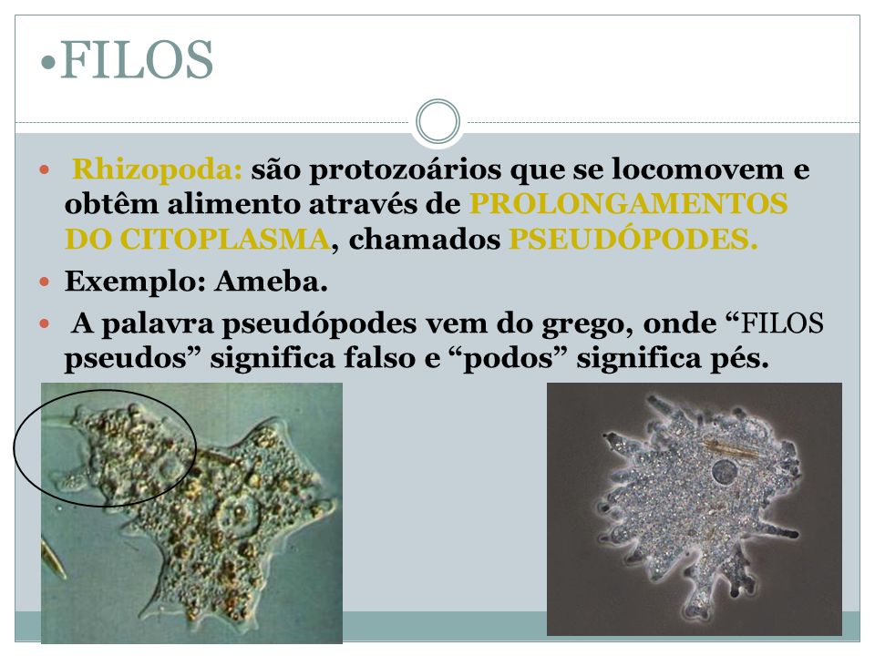 FILOS Rhizopoda: são protozoários que se locomovem e obtêm alimento através de PROLONGAMENTOS DO CITOPLASMA, chamados PSEUDÓPODES.