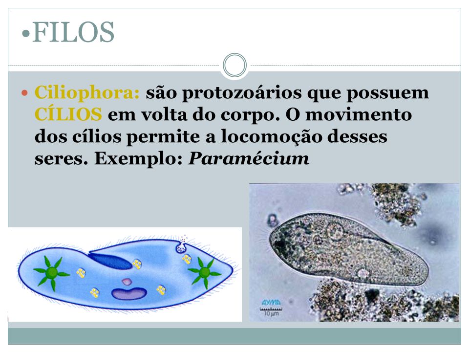 FILOS Ciliophora: são protozoários que possuem CÍLIOS em volta do corpo.
