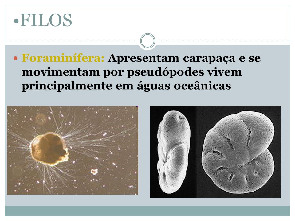 FILOS Foraminífera: Apresentam carapaça e se movimentam por pseudópodes vivem principalmente em águas oceânicas.