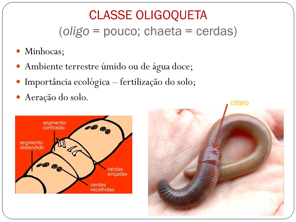 CLASSE OLIGOQUETA (oligo = pouco; chaeta = cerdas)