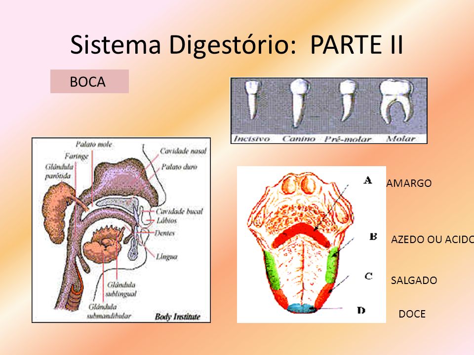 Sistema Digestório: PARTE II