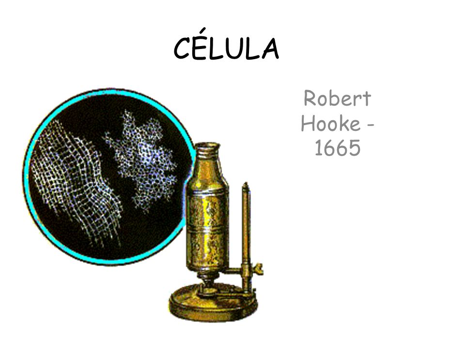 CÉLULA Robert Hooke