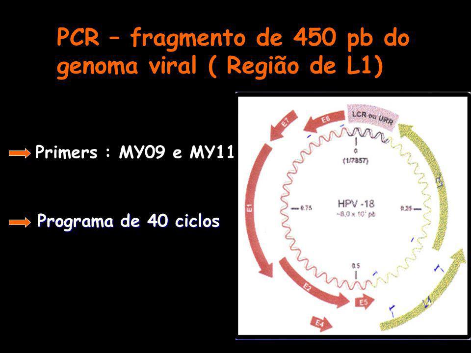 PCR – fragmento de 450 pb do genoma viral ( Região de L1)