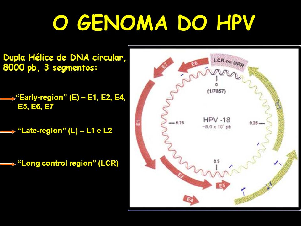 O GENOMA DO HPV Dupla Hélice de DNA circular, 8000 pb, 3 segmentos:
