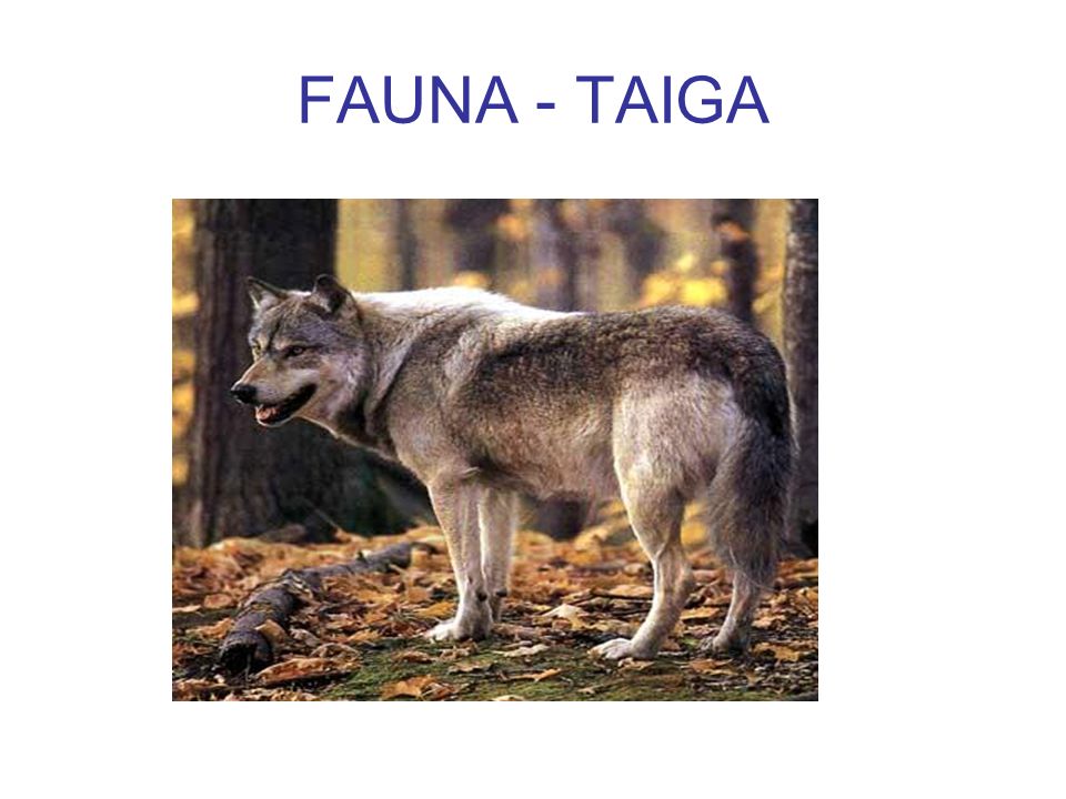 FAUNA - TAIGA