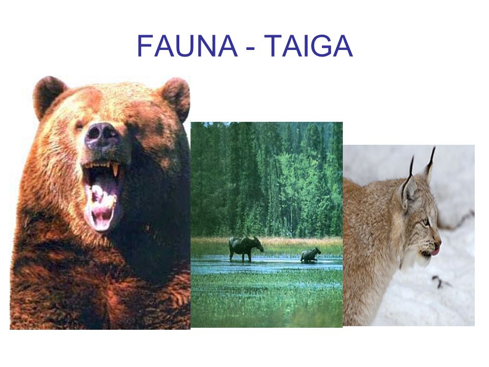 FAUNA - TAIGA