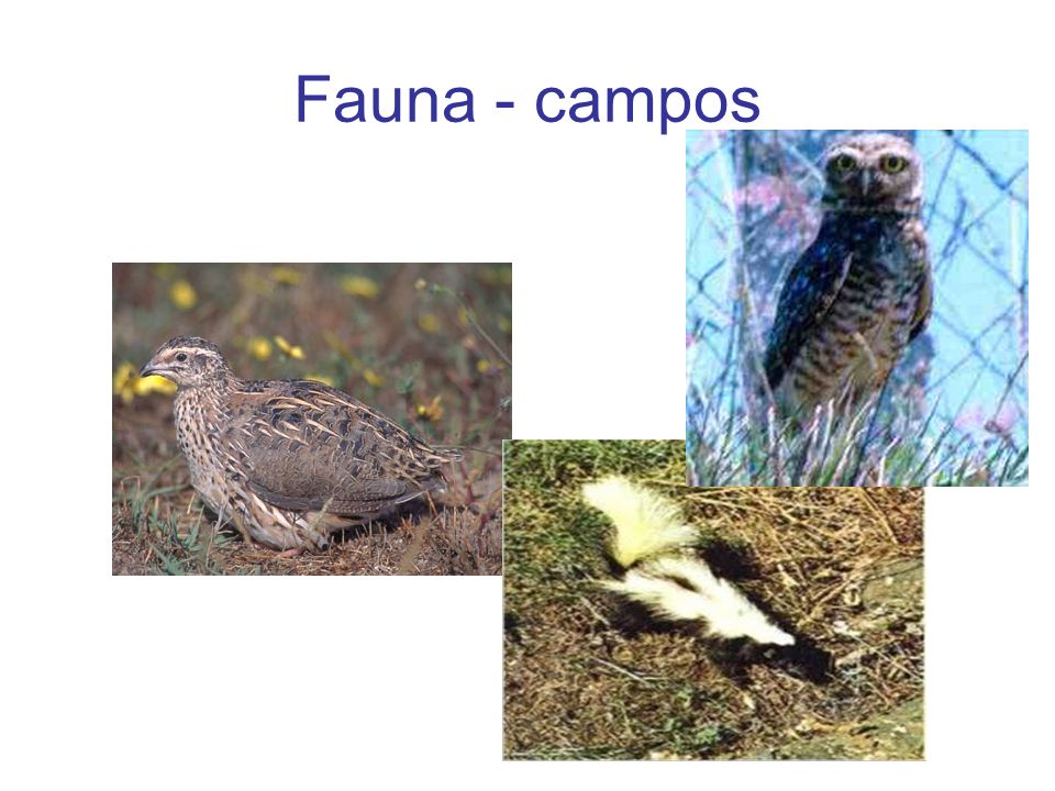 Fauna - campos