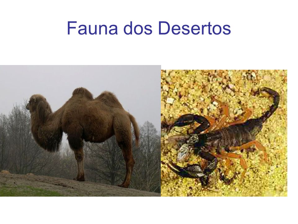 Fauna dos Desertos
