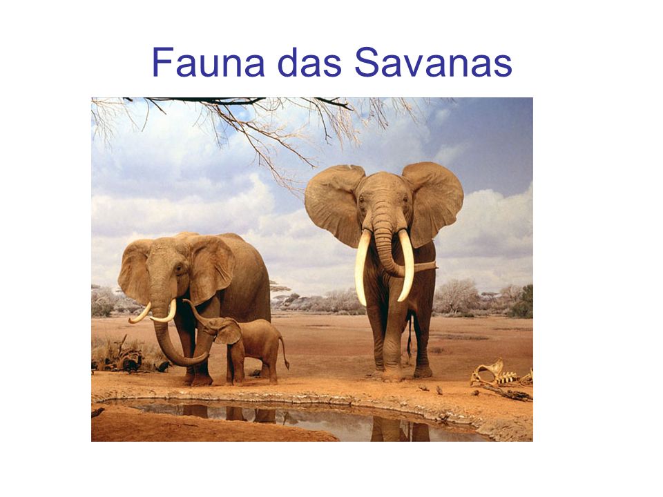 Fauna das Savanas