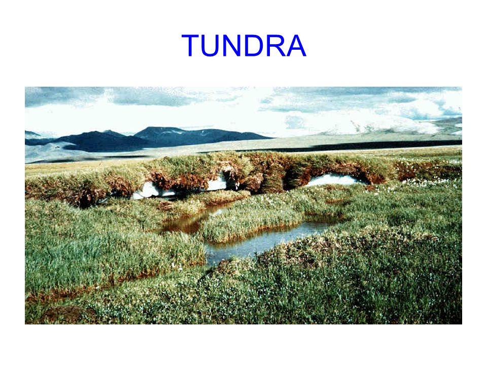 TUNDRA