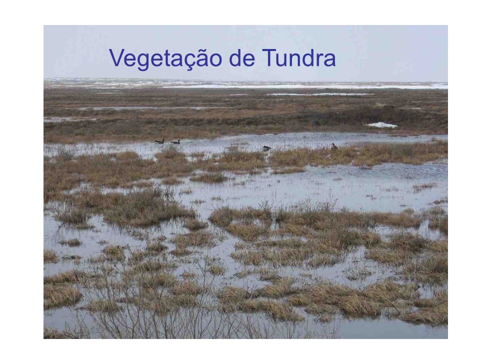 Vegetação de Tundra
