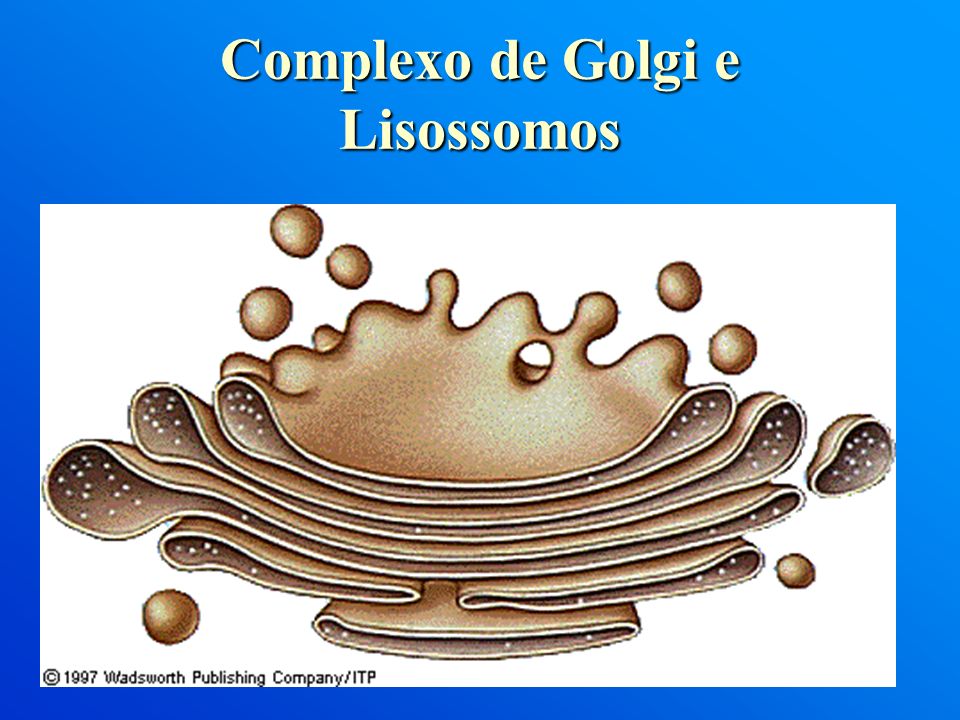 Complexo de Golgi e Lisossomos