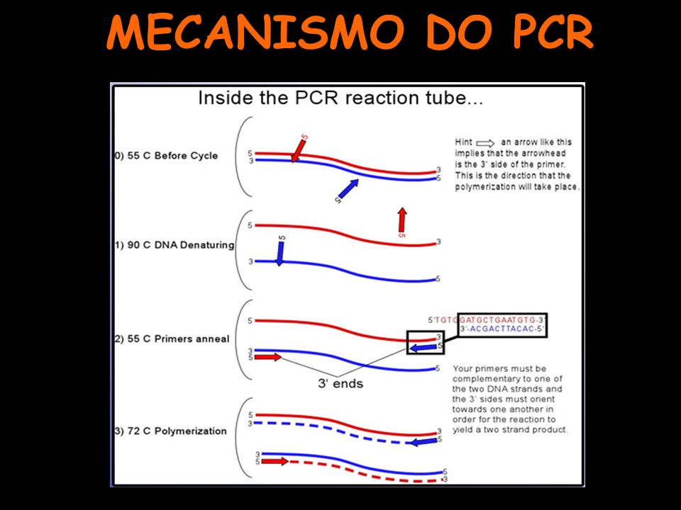 MECANISMO DO PCR