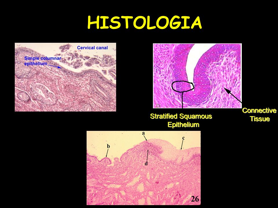 HISTOLOGIA Connective Tissue Stratified Squamous Epithelium