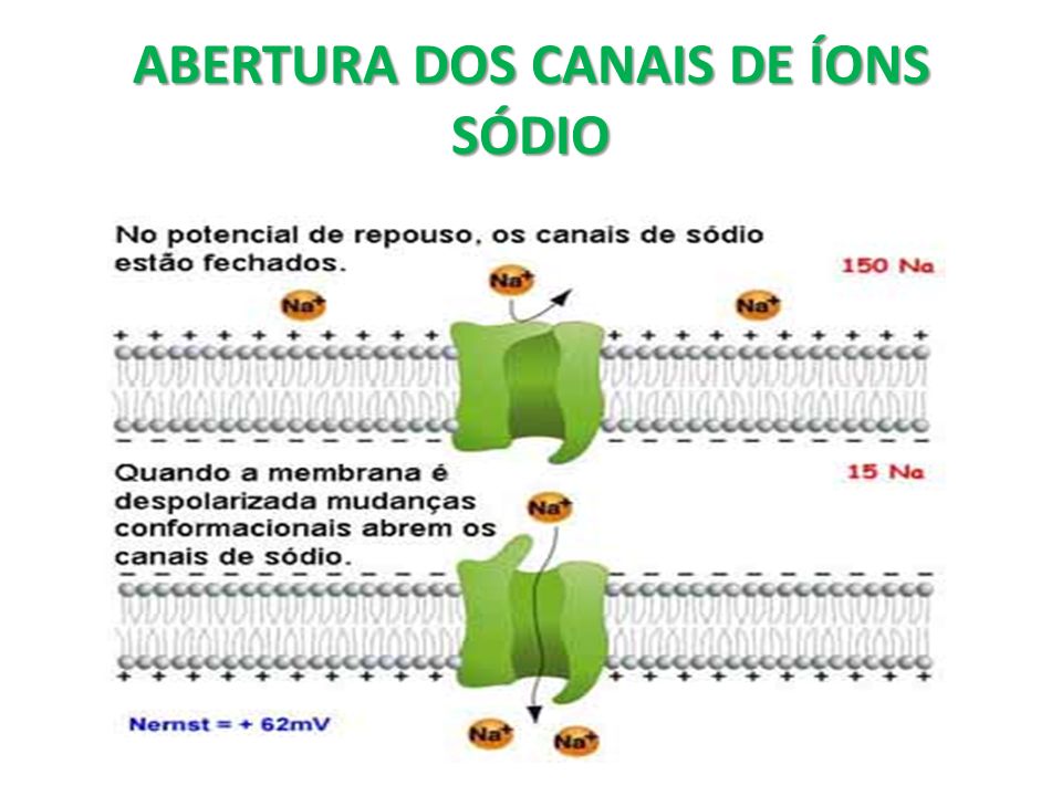 ABERTURA DOS CANAIS DE ÍONS SÓDIO