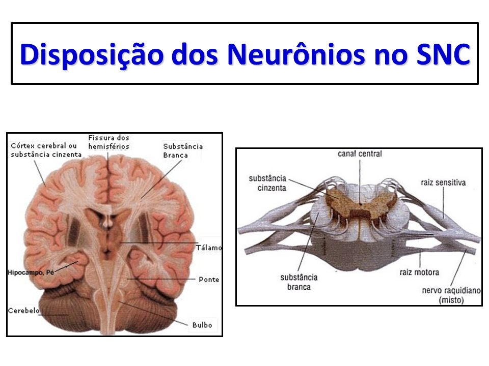 Disposição dos Neurônios no SNC