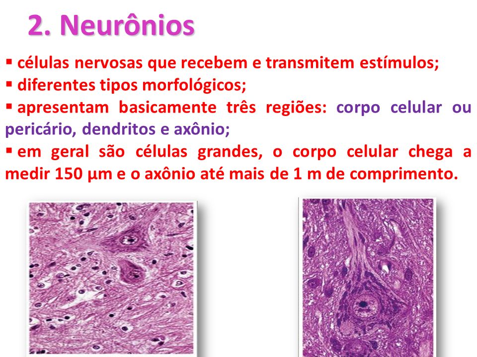 2. Neurônios células nervosas que recebem e transmitem estímulos;