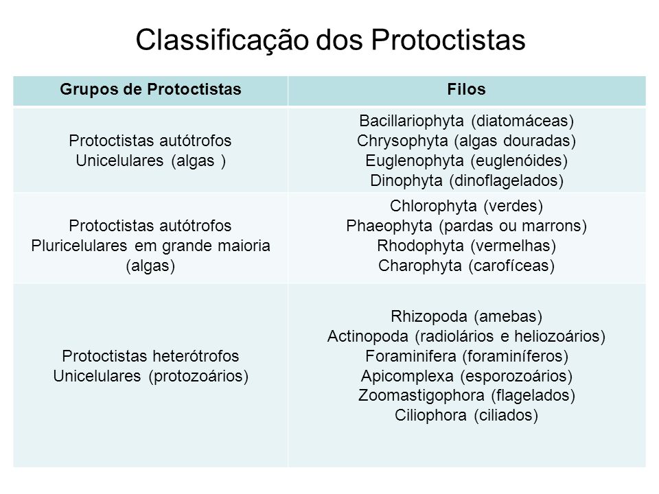 Classificação dos Protoctistas