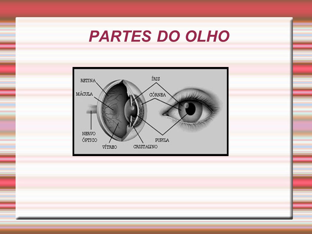 PARTES DO OLHO