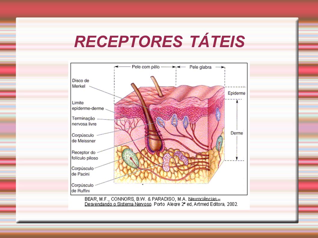 RECEPTORES TÁTEIS