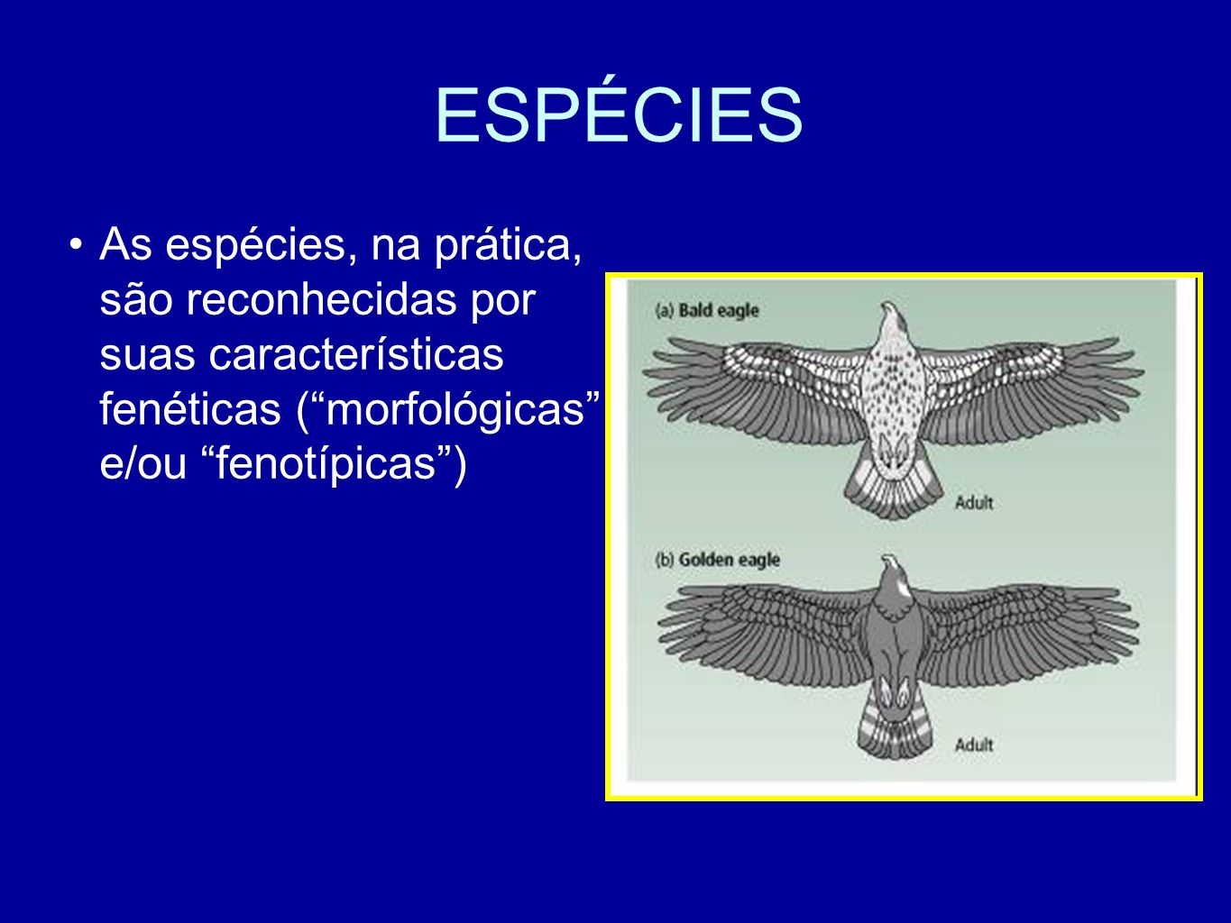ESPÉCIES As espécies, na prática, são reconhecidas por suas características fenéticas ( morfológicas e/ou fenotípicas )