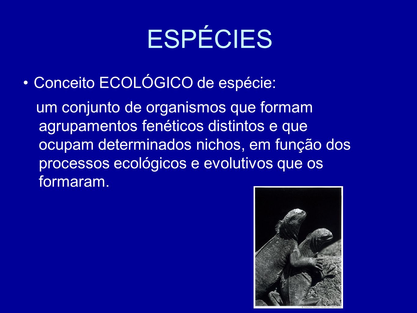 ESPÉCIES Conceito ECOLÓGICO de espécie: