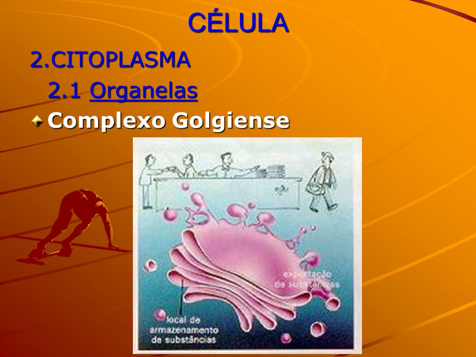 CÉLULA 2.CITOPLASMA 2.1 Organelas Complexo Golgiense