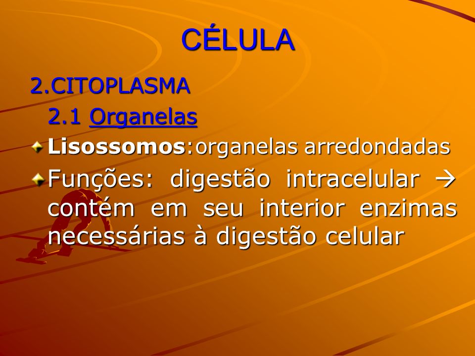 CÉLULA 2.CITOPLASMA. 2.1 Organelas. Lisossomos:organelas arredondadas.