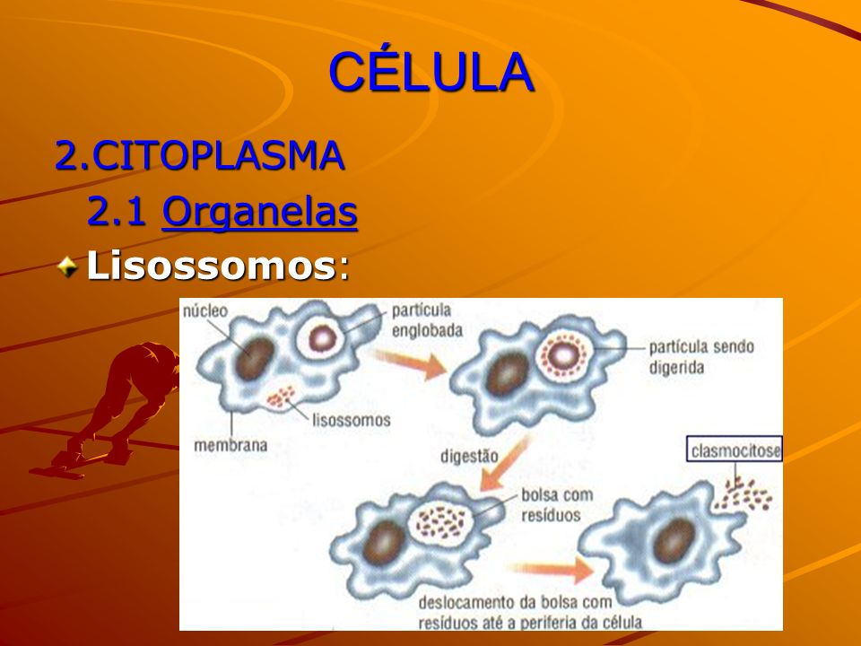 CÉLULA 2.CITOPLASMA 2.1 Organelas Lisossomos: