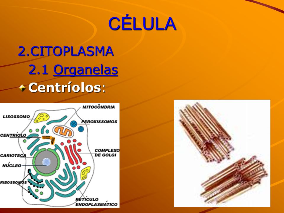 CÉLULA 2.CITOPLASMA 2.1 Organelas Centríolos: