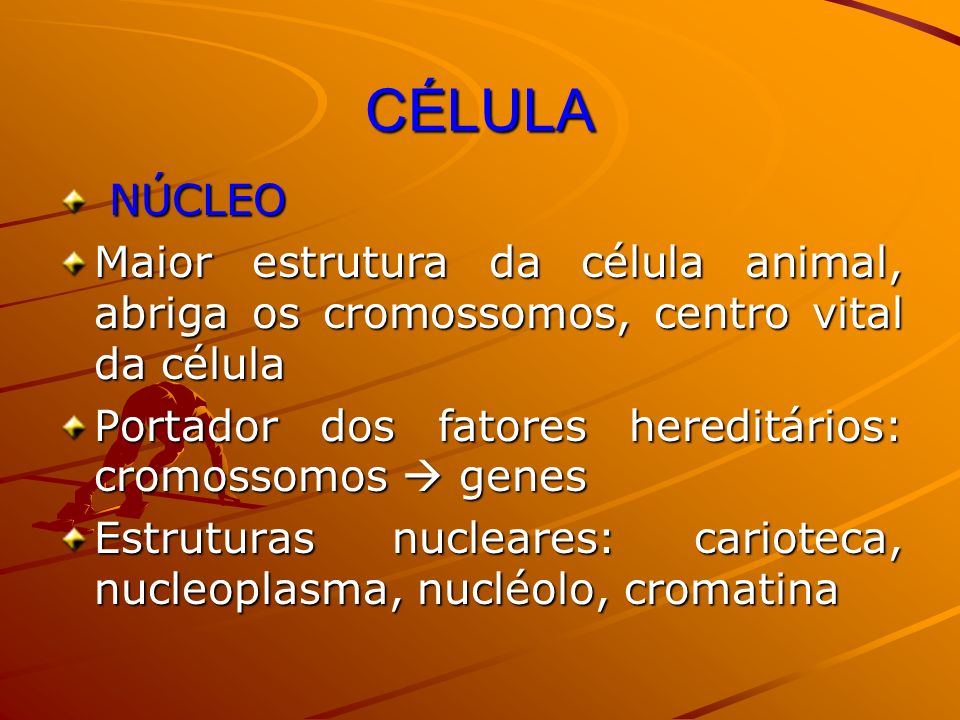CÉLULA NÚCLEO. Maior estrutura da célula animal, abriga os cromossomos, centro vital da célula.