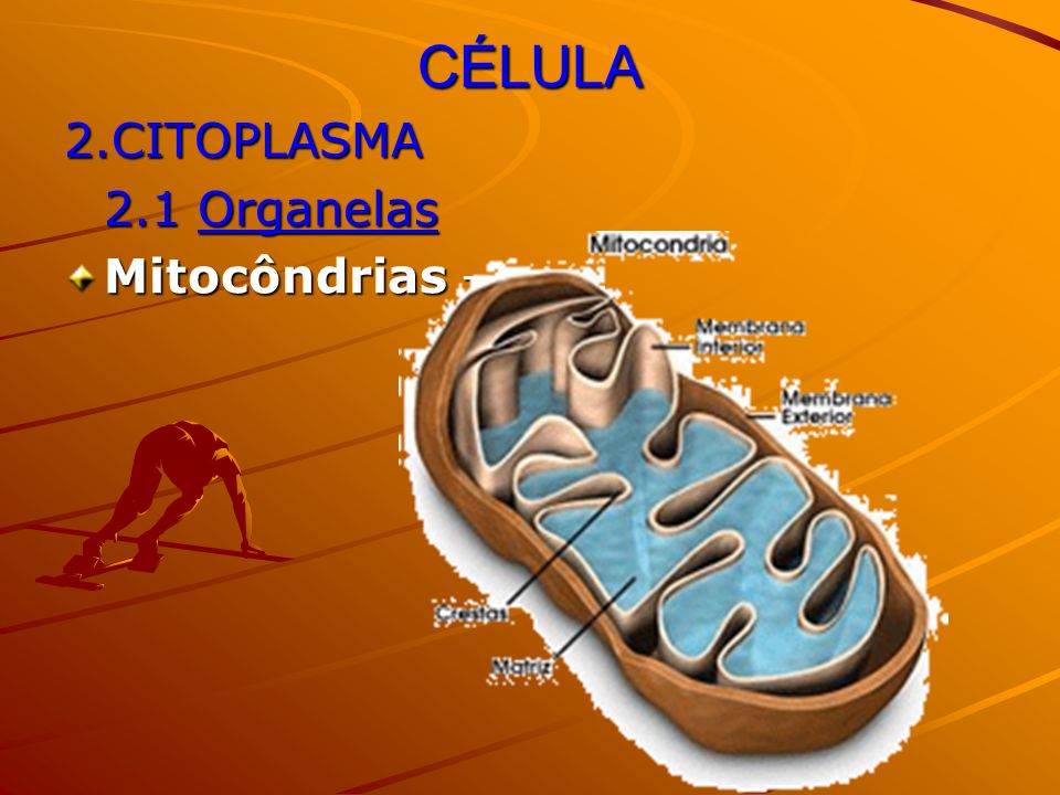 CÉLULA 2.CITOPLASMA 2.1 Organelas Mitocôndrias – .