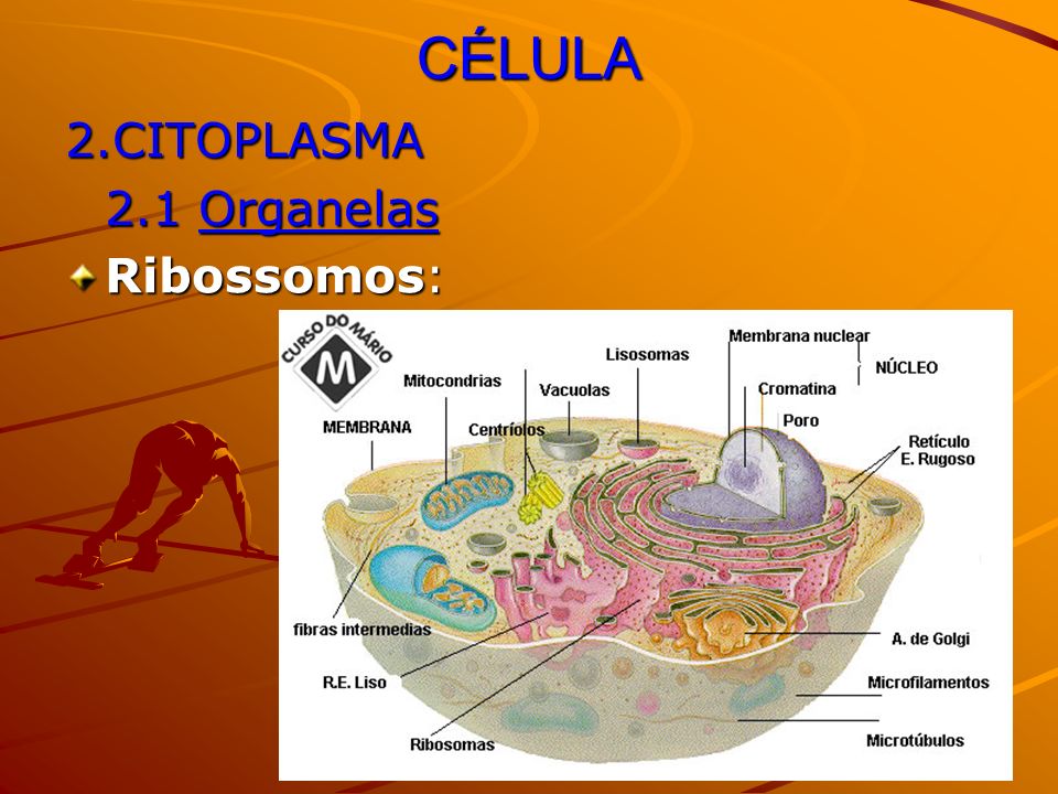CÉLULA 2.CITOPLASMA 2.1 Organelas Ribossomos: