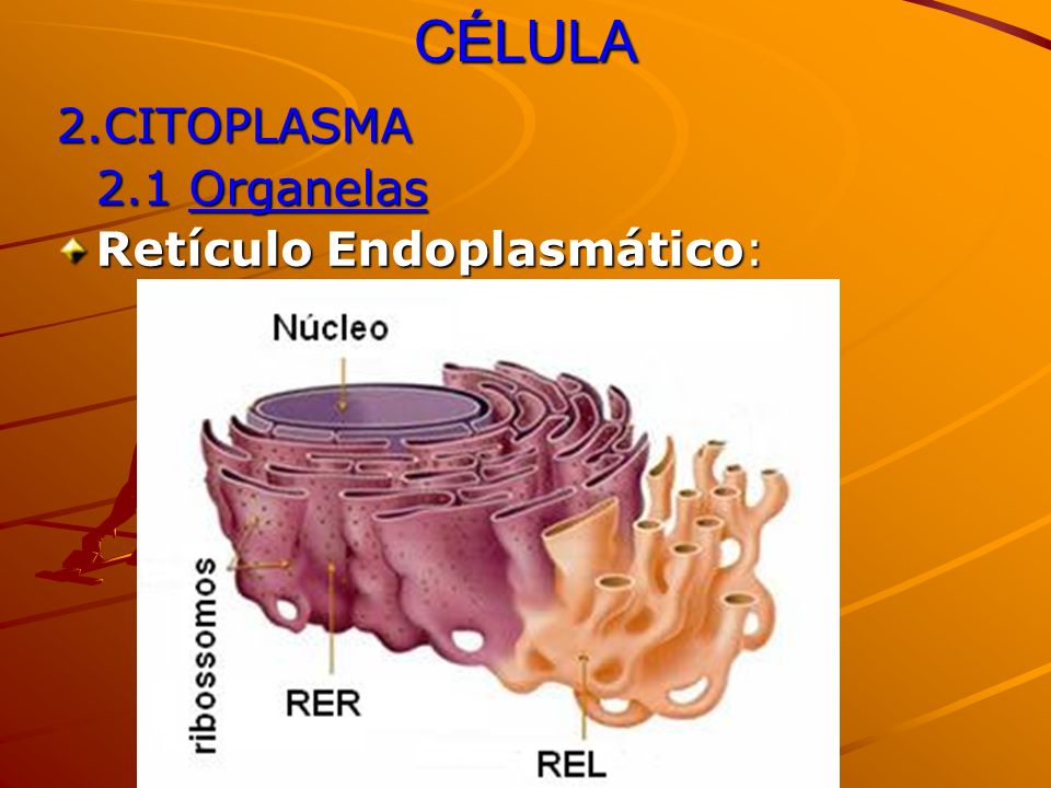 CÉLULA 2.CITOPLASMA 2.1 Organelas Retículo Endoplasmático: