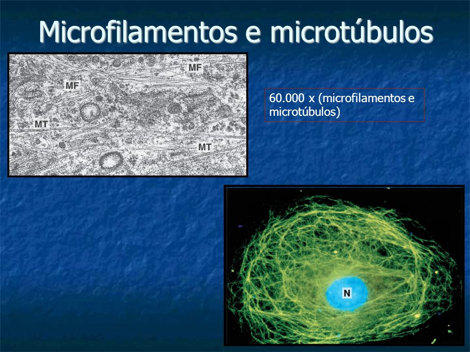 Microfilamentos e microtúbulos