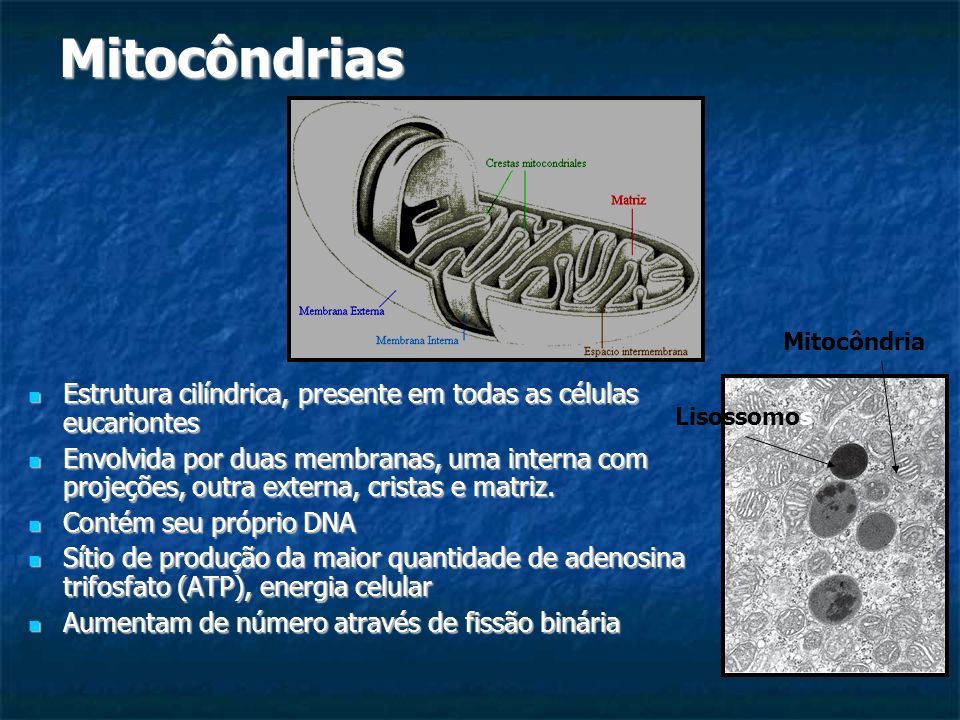 Mitocôndrias Mitocôndria. Estrutura cilíndrica, presente em todas as células eucariontes.
