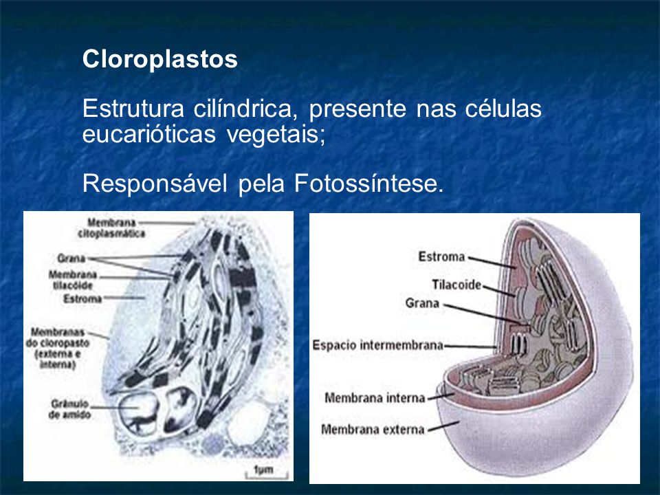 Cloroplastos Estrutura cilíndrica, presente nas células eucarióticas vegetais; Responsável pela Fotossíntese.
