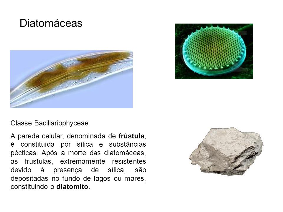 Diatomáceas Classe Bacillariophyceae