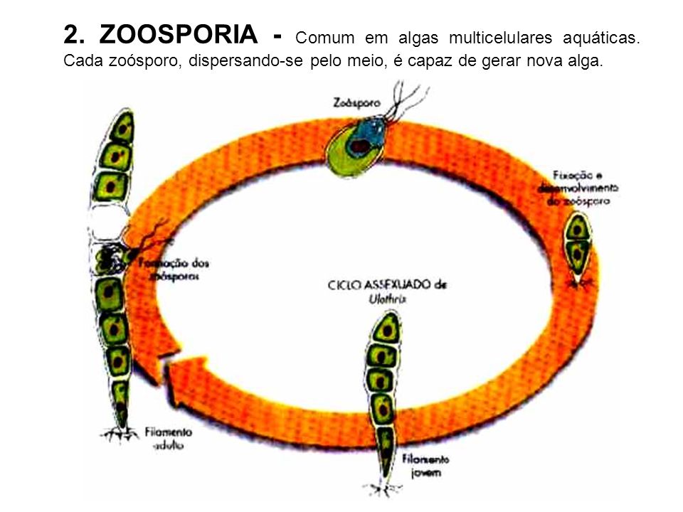 2. ZOOSPORIA - Comum em algas multicelulares aquáticas