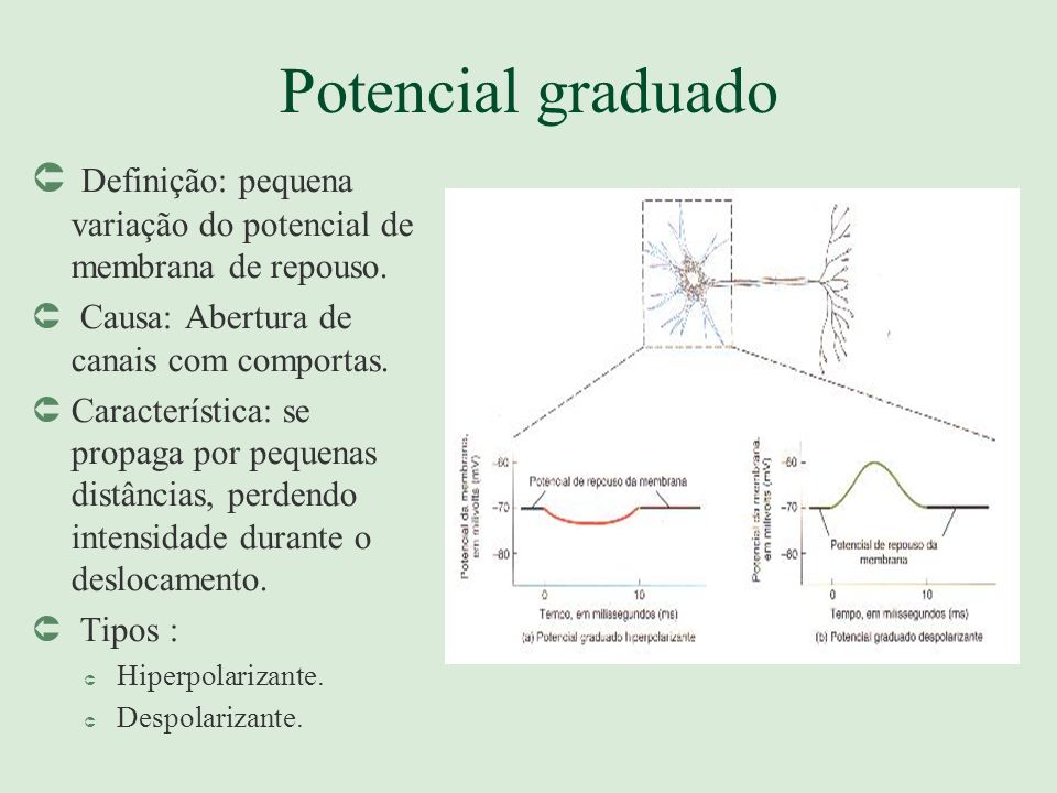 Potencial graduado Definição: pequena variação do potencial de membrana de repouso. Causa: Abertura de canais com comportas.