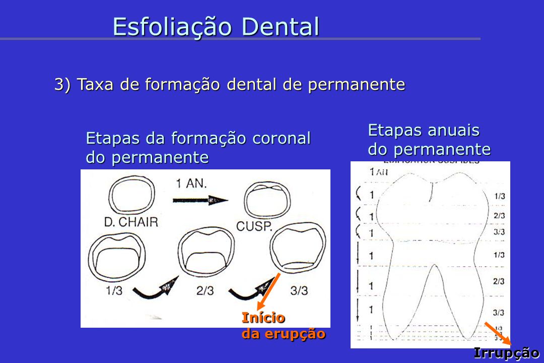 Esfoliação Dental 3) Taxa de formação dental de permanente