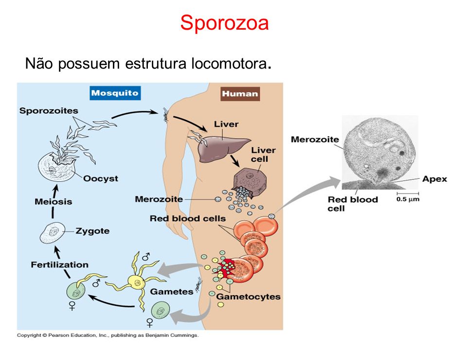 Sporozoa Não possuem estrutura locomotora.