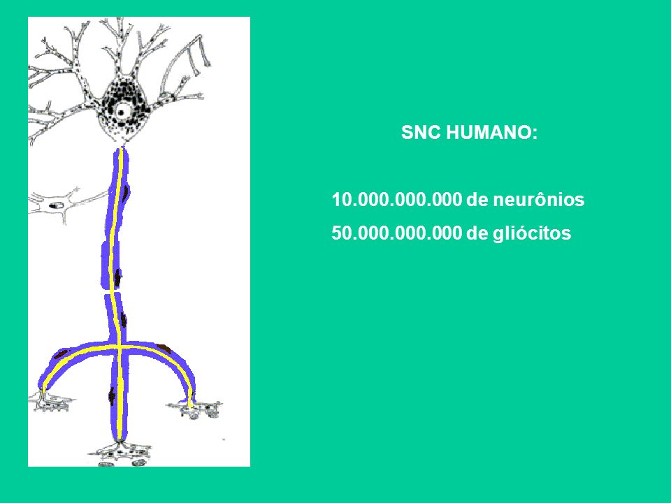 SNC HUMANO: de neurônios de gliócitos