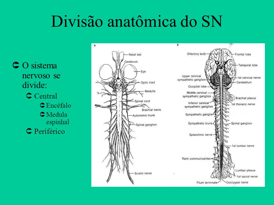 Divisão anatômica do SN